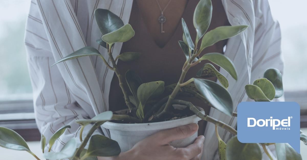 Plantas para Casa